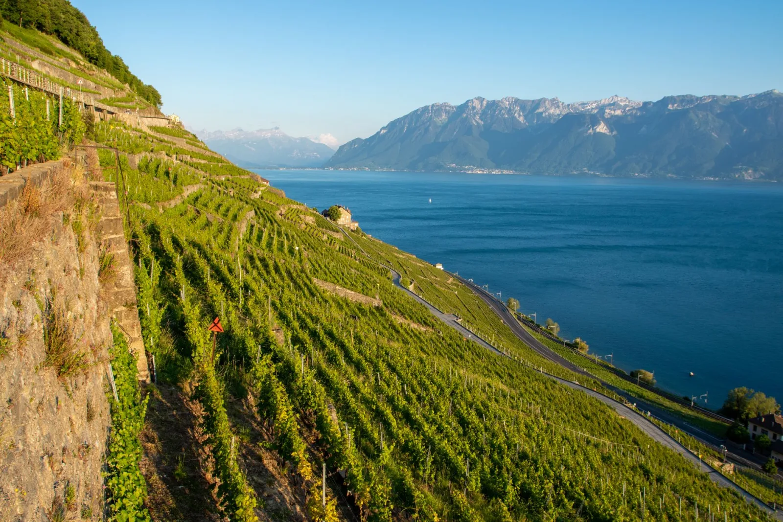 Les vignobles en terrasses de Lavaux au-dessus du lac Léman, face aux Alpes